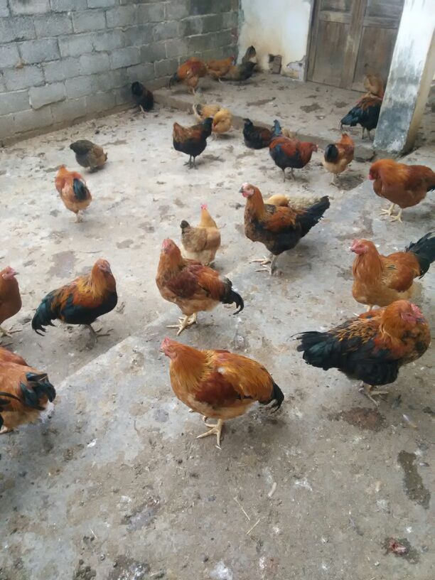 “米乐M6”关于全国篮球高水平后备人才基地U15男子篮球比赛洪湖赛区补充通知(图1) m6最新官网