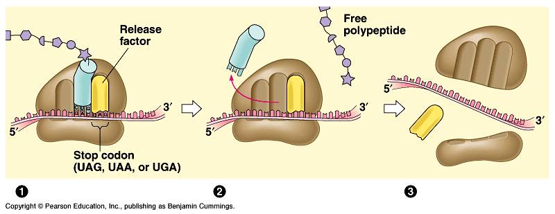 《南美克拉通矿产资源特征与成矿潜力》出书刊行_米乐M6官方入口(图5) m6最新官网