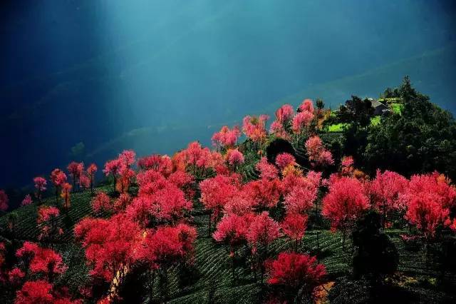 伯顿主场遗憾告捷 王哲林表现惊人也难救福建|米乐M6官方入口(图1) 米乐M6官方入口