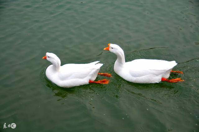 “m6最新官网”亚运会名单发布:中国男篮五人入选,包揽了四枚金牌(图3) 米乐M6