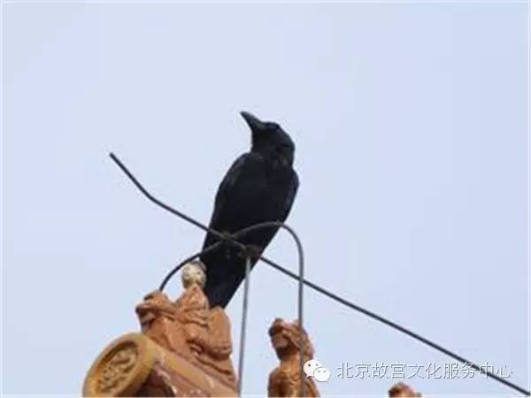 m6最新官网-李晓旭大婚迎娶李旭 辽篮队友到场祝福刘志轩丛明晨当伴郎(图1) m6最新官网